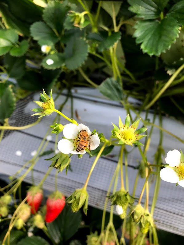 Nagashio Farm-三田市必去景点