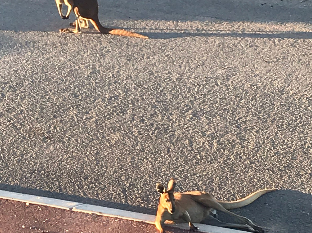 On the Deck at Shark Bay主图