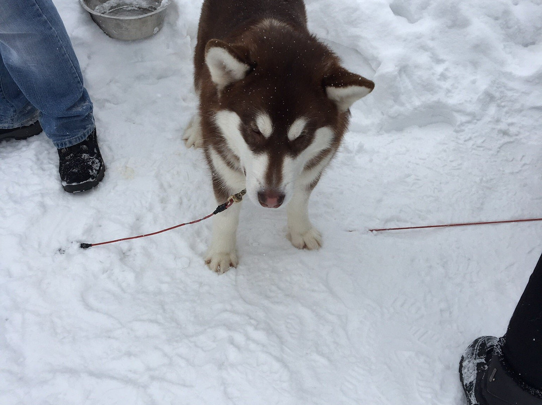 Husky-Hof Dreisessel景点图片