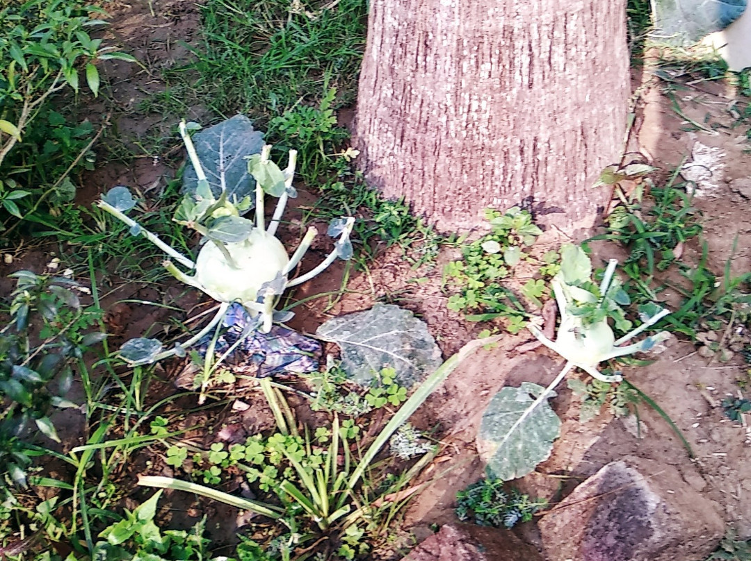 Sabuj Saikat Resort主图