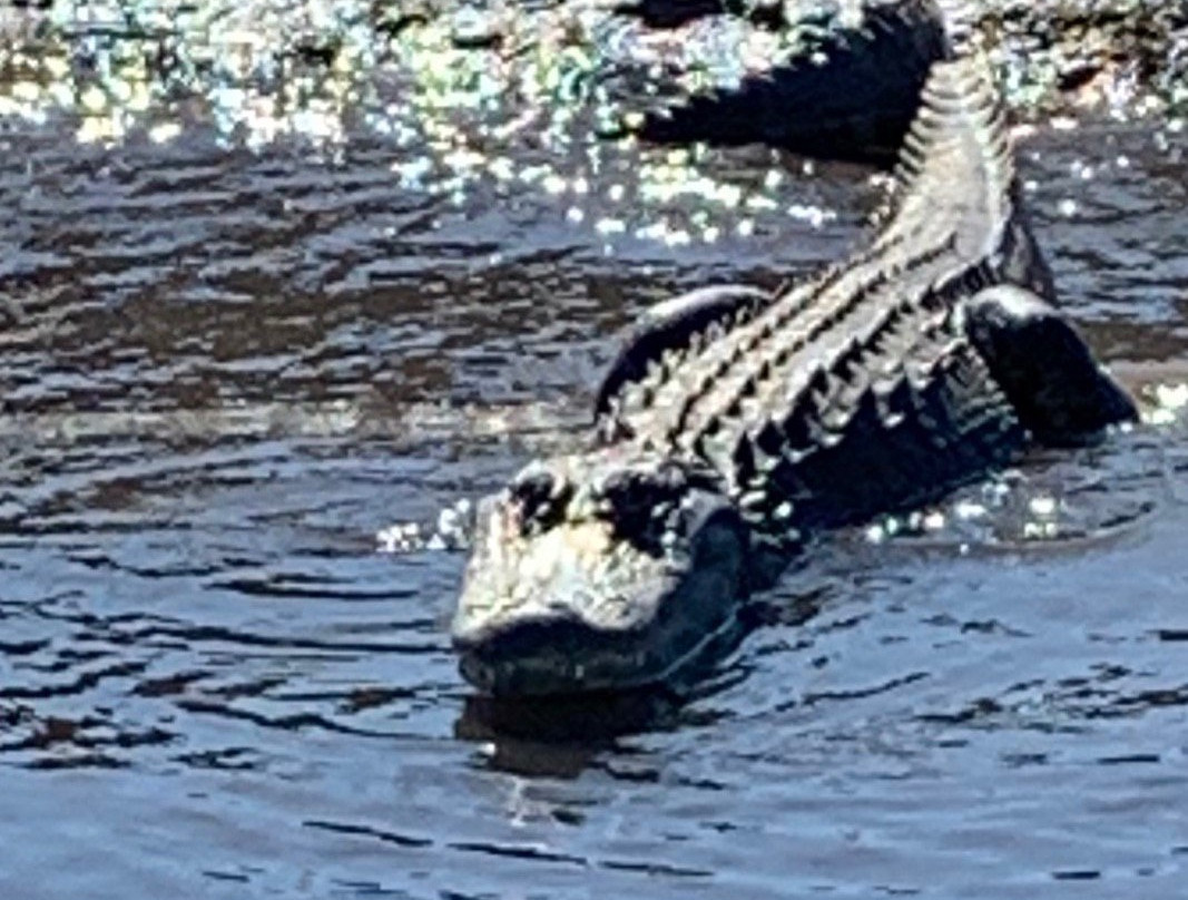 Ray's Airboat Rides-Christmas必去景点