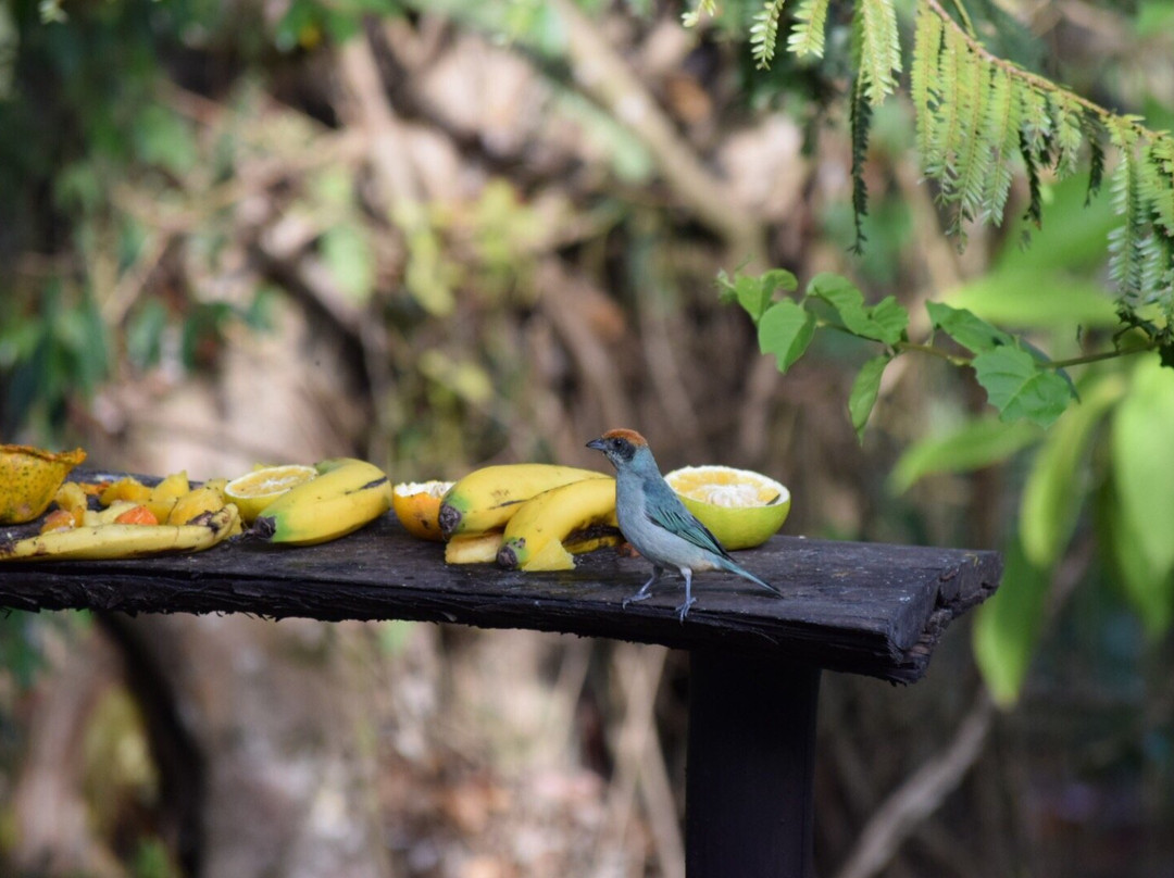 Hacienda Anacaona主图