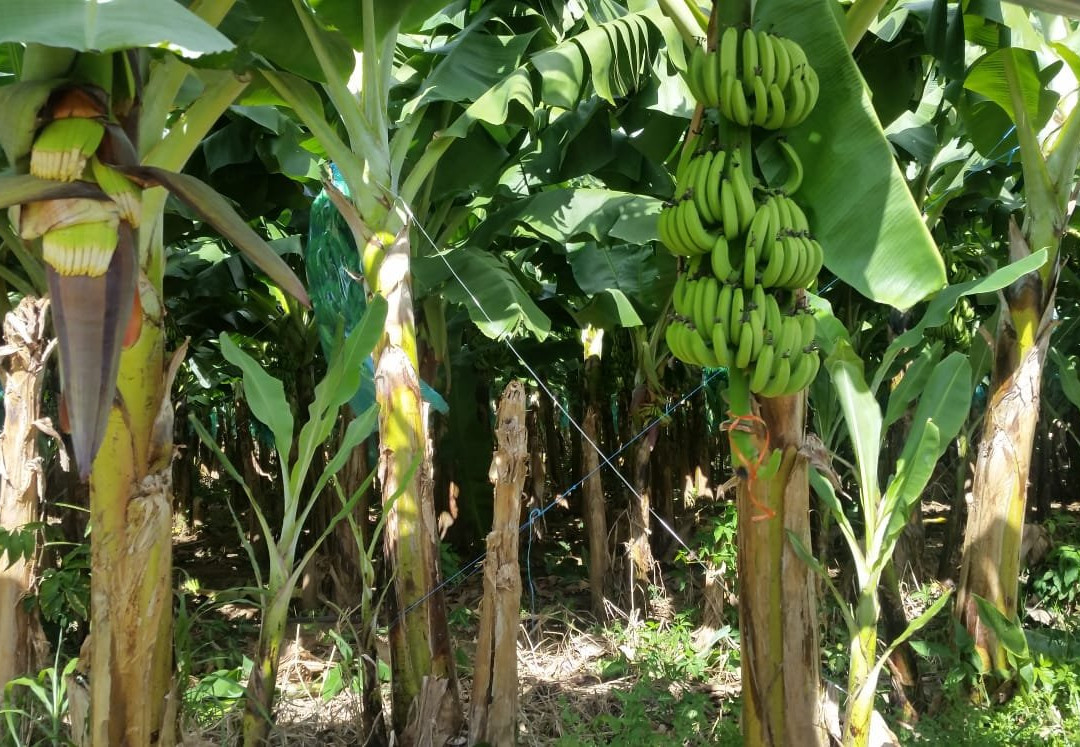 Notre Dame de Guadaloupe-Pointe-a-Pitre必去景点