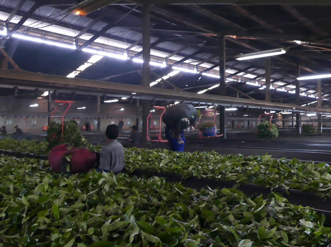 Tea Country, PTPN 8-万隆必去景点