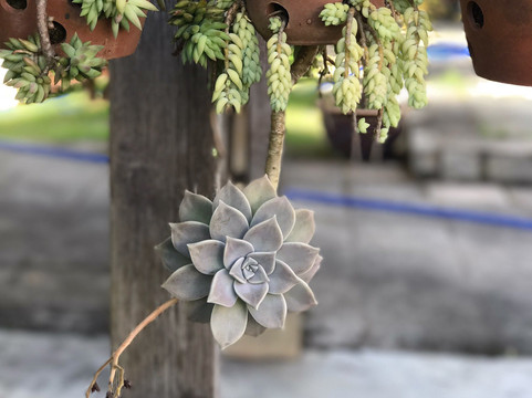 Lam Ty Ni Pagoda-大勒必去景点