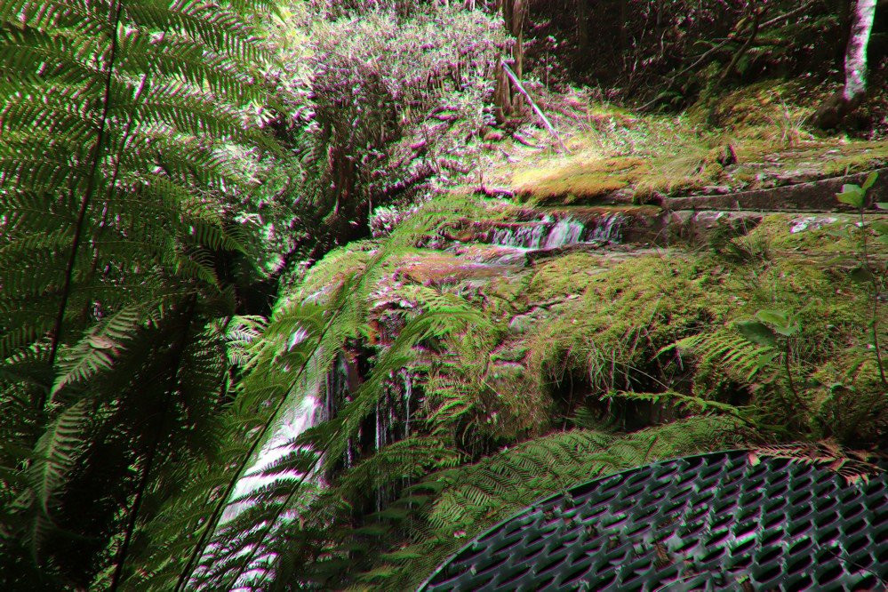 Fern Tree to Silver Falls Loop景点图片