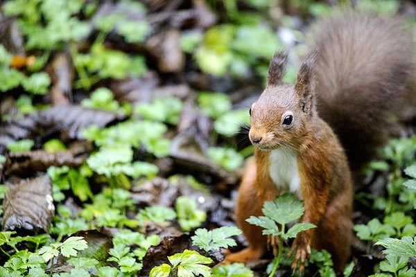 Cherrytrees Bed and Breakfast主图