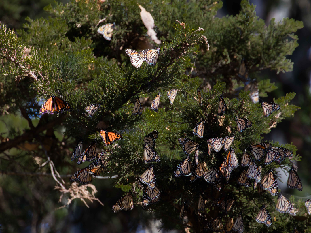 Monarch Butterfly Natural Preserve-圣克鲁斯必去景点