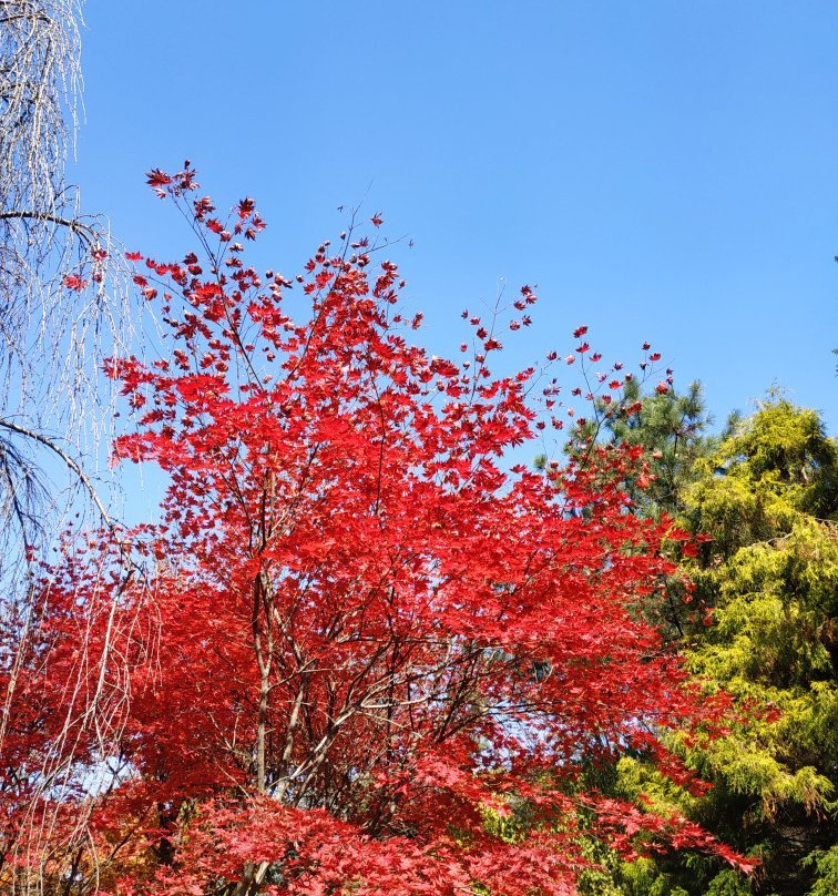Hantaek Botanical Garden-龙仁市必去景点