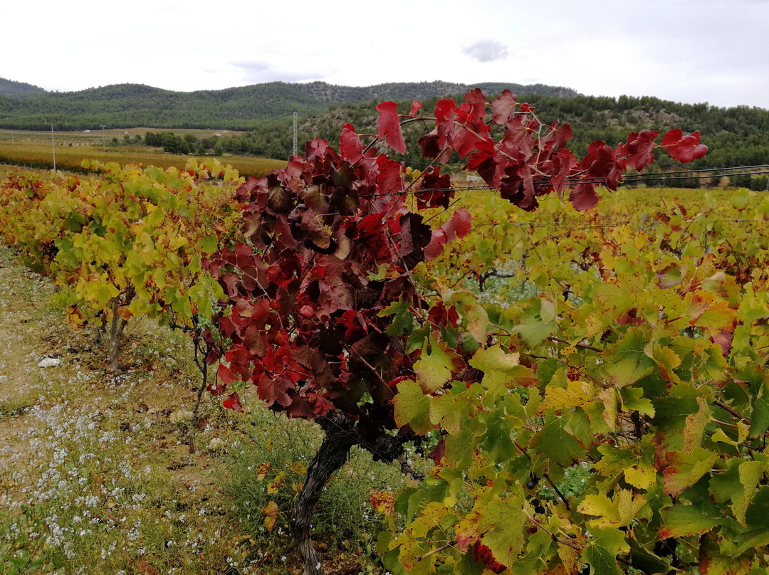 Bodegas Lavia-Cehegin必去景点