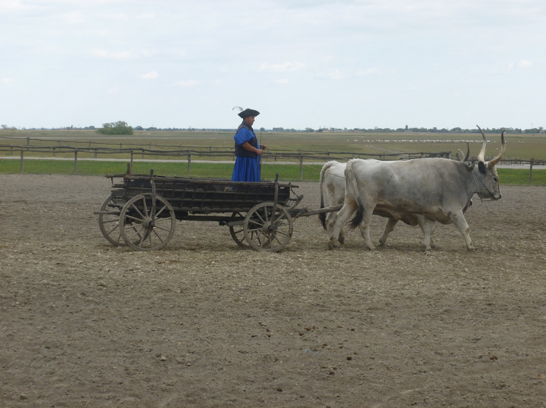 Bakodpuszta Horse Farm景点图片