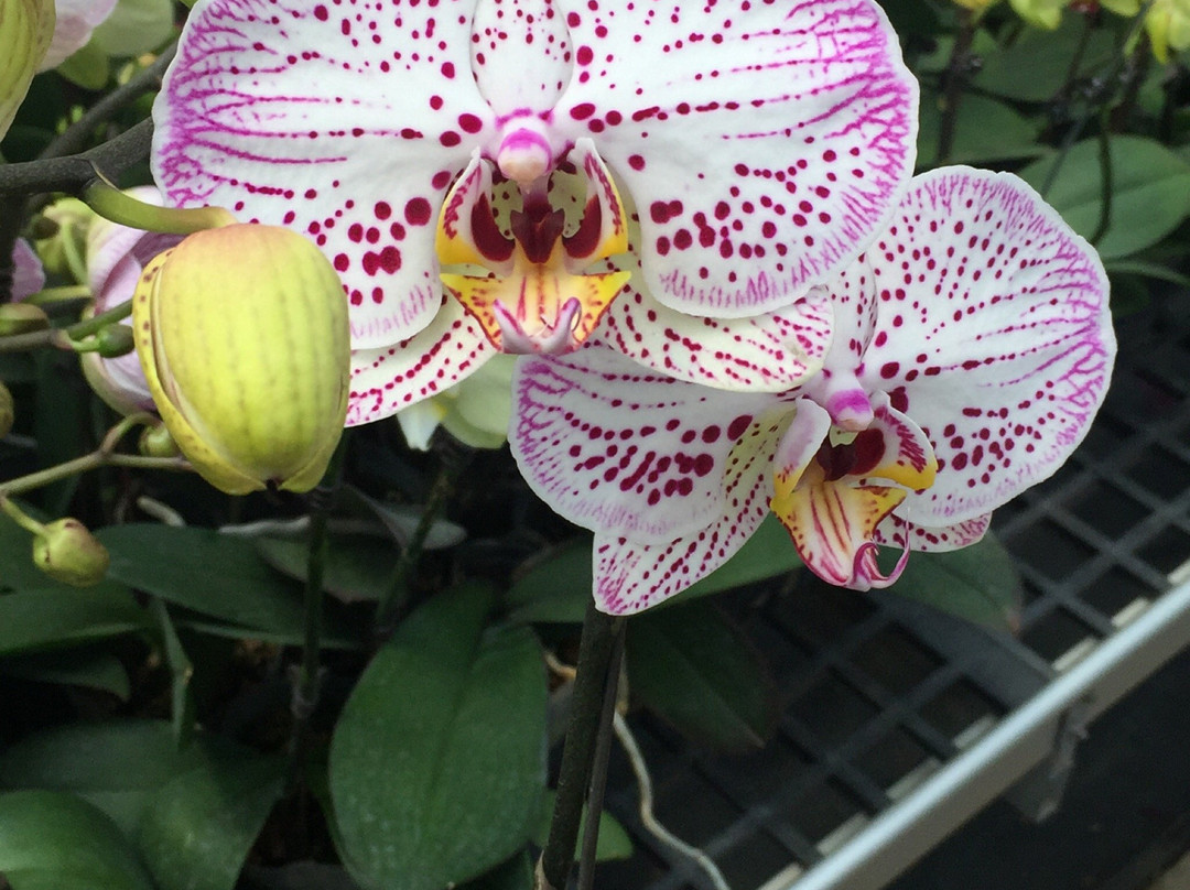 Marvellous Orchid景点图片
