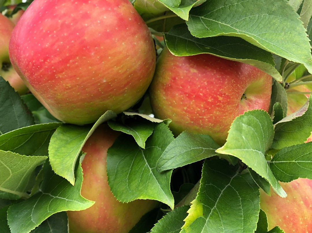 Doe Orchards-Harvard必去景点