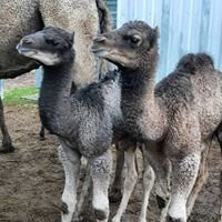 Calamunnda  Camel Farm景点图片