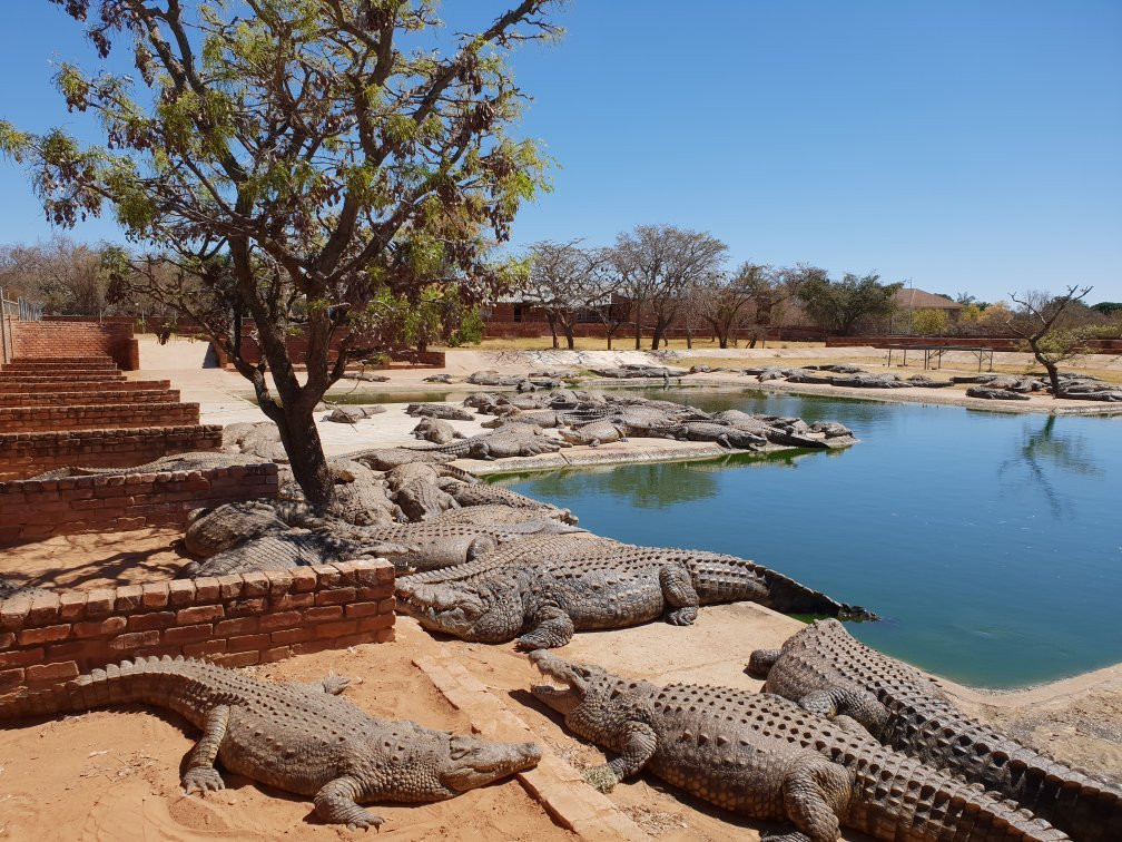 Thaba Kwena Crocodile Farm景点图片