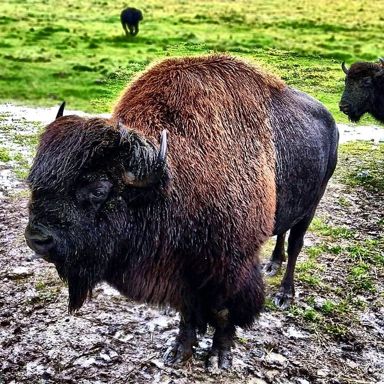 Rocky Mountain Buffalo Ranch & Guest Cabins景点图片