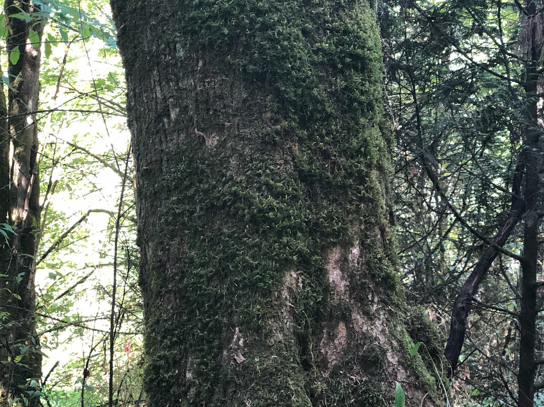Bridle Trails State Park-柯克兰必去景点