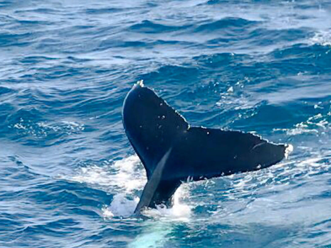 Sydney Whale Watching景点图片