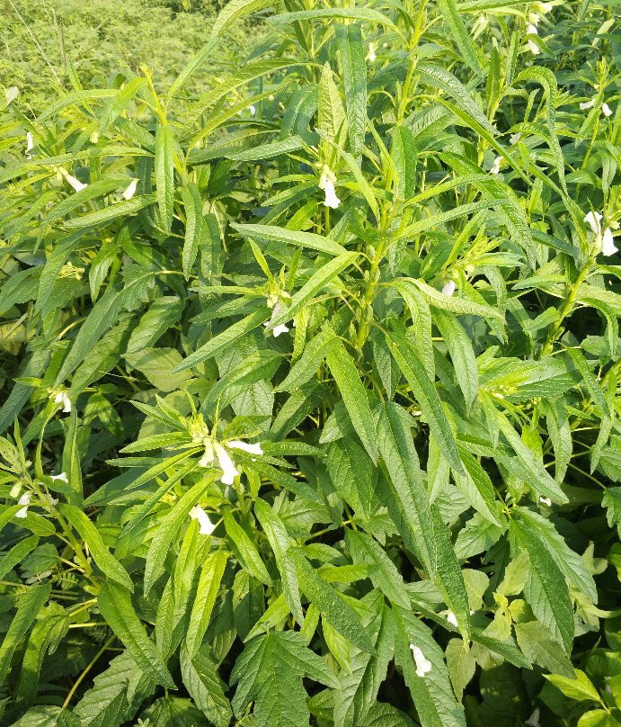 济南华山景点图片