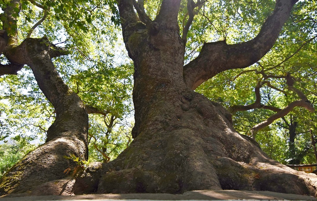 2,000 Years Old Tree景点图片