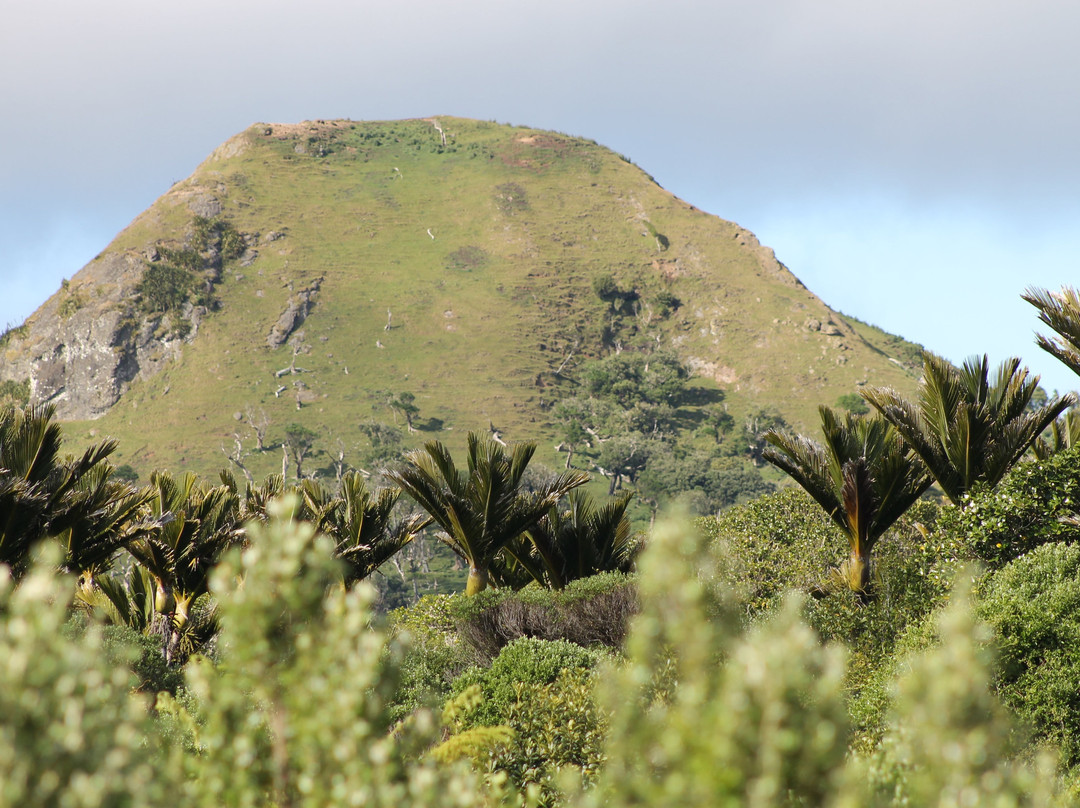 Nikau Bush Conservation Area景点图片