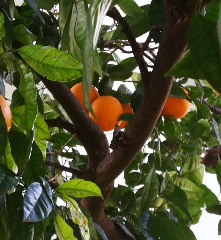 Bauhenia Guesthouse主图