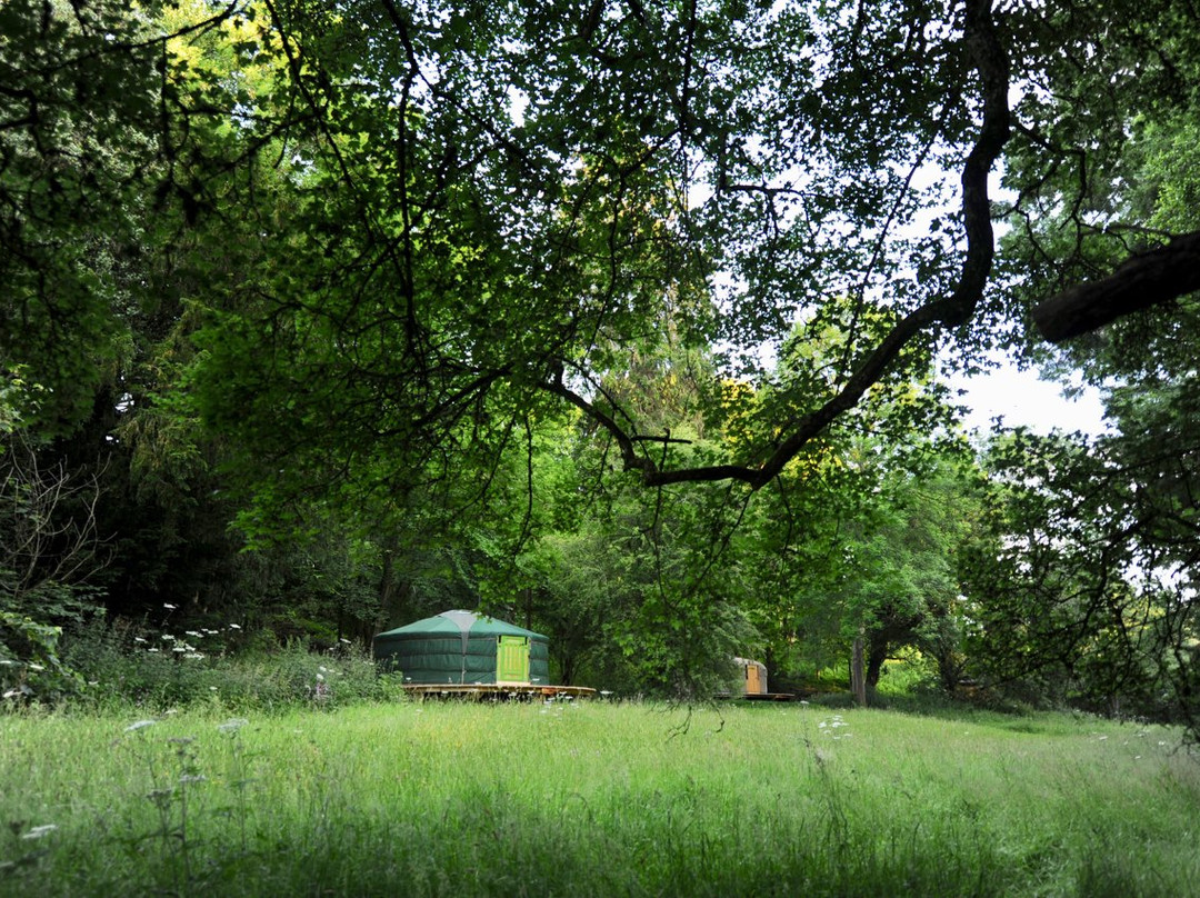 Redwood Valley Woodland Cabin and Yurt Glamping