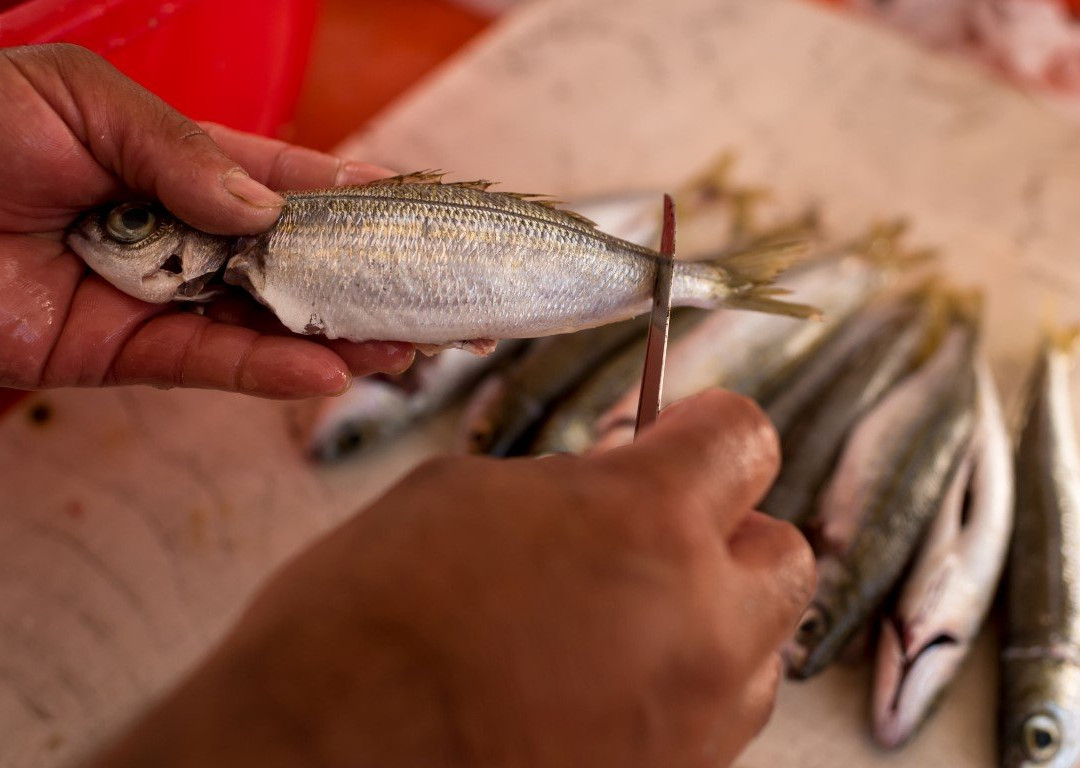 Santorini Fishing Trip景点图片