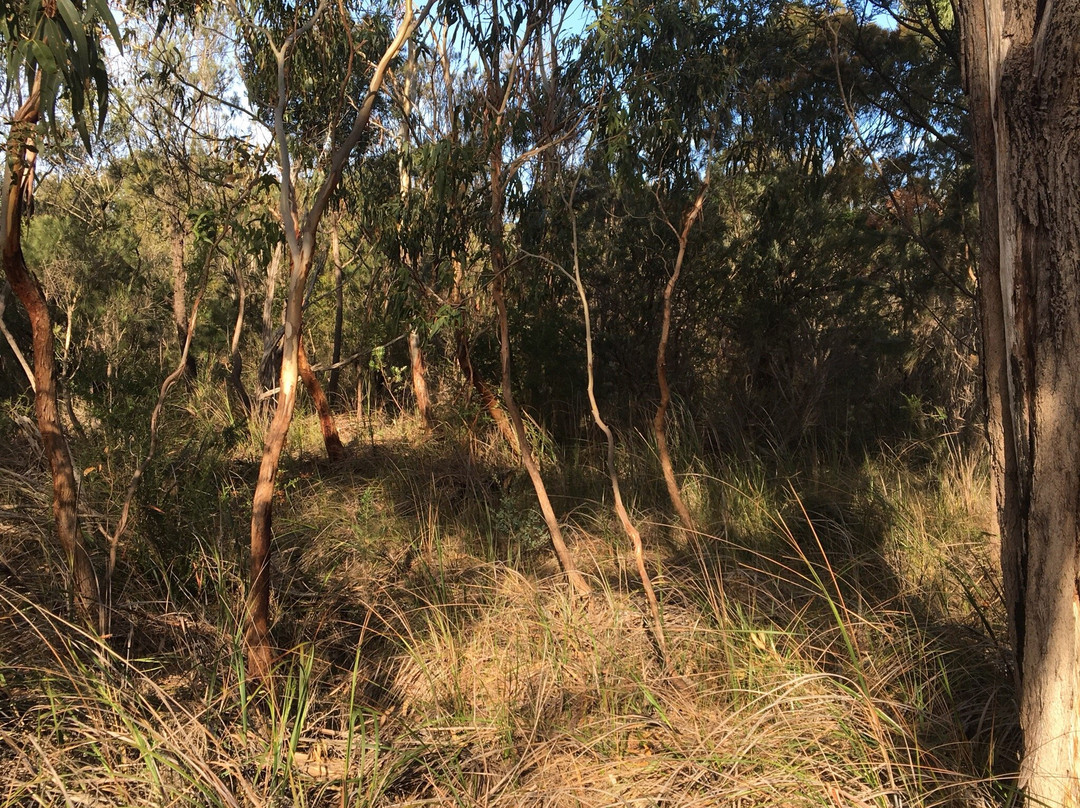Fairbairn Bushland Reserve景点图片