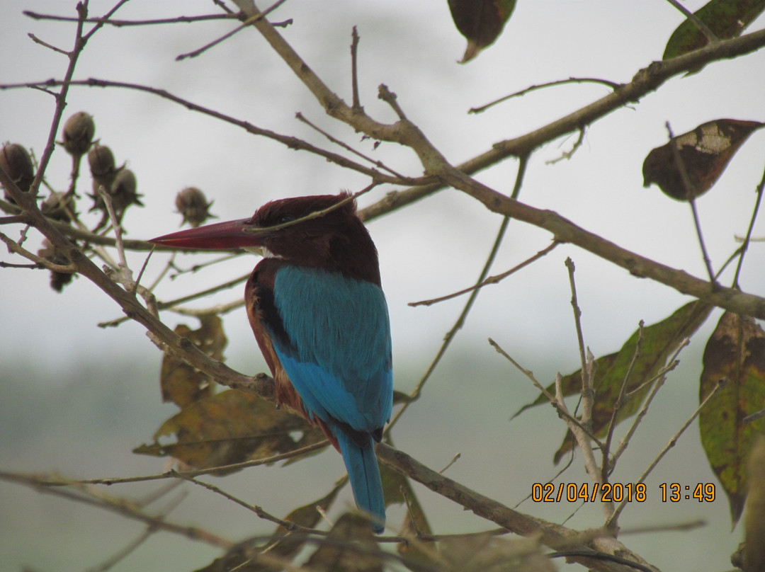 Kaziranga National Park景点图片