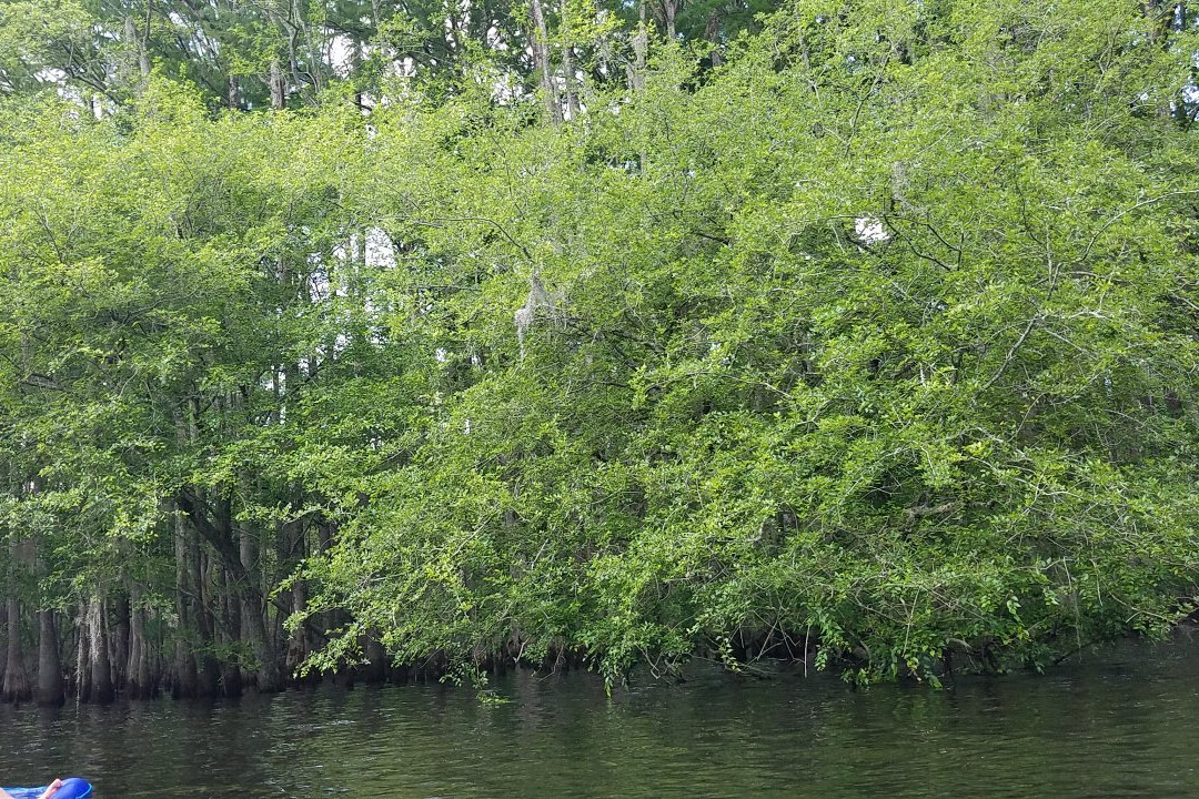 Lumber River State Park景点图片