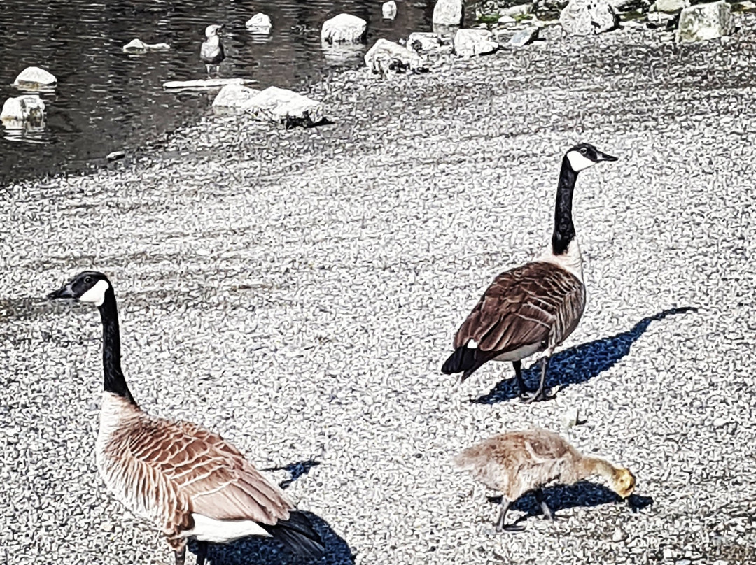 Lions Bay酒店住宿-Horseshoe Bay Motel