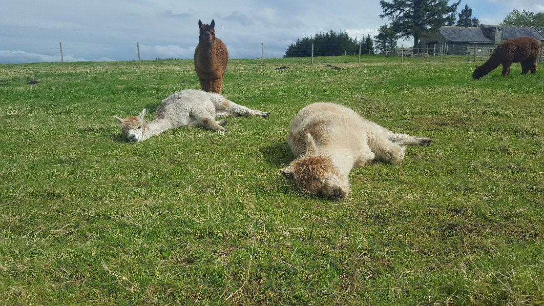Alpaca Days Out景点图片