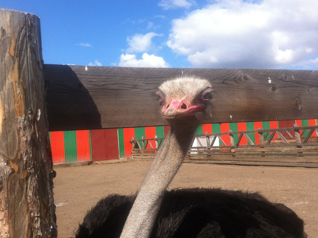 Ostrich Farm Straus Zabaikalya-赤塔必去景点