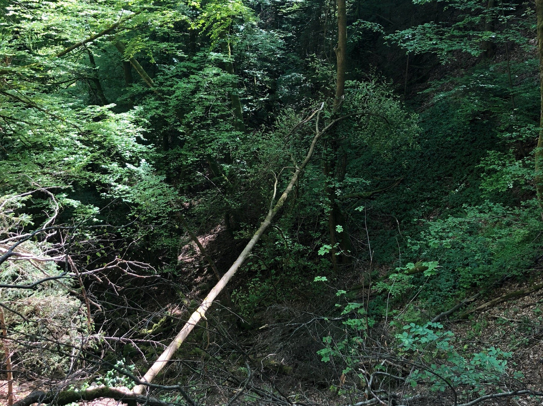 Katzenbuckel Observation Tower景点图片
