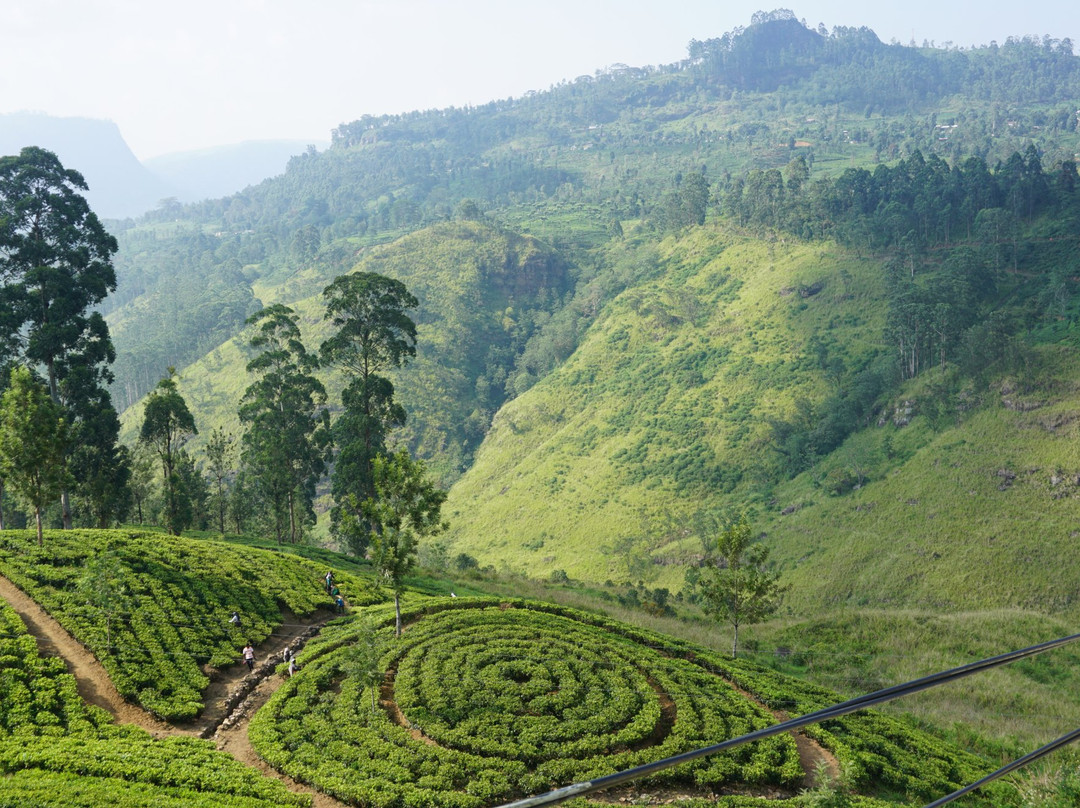 Forest View Lodge主图