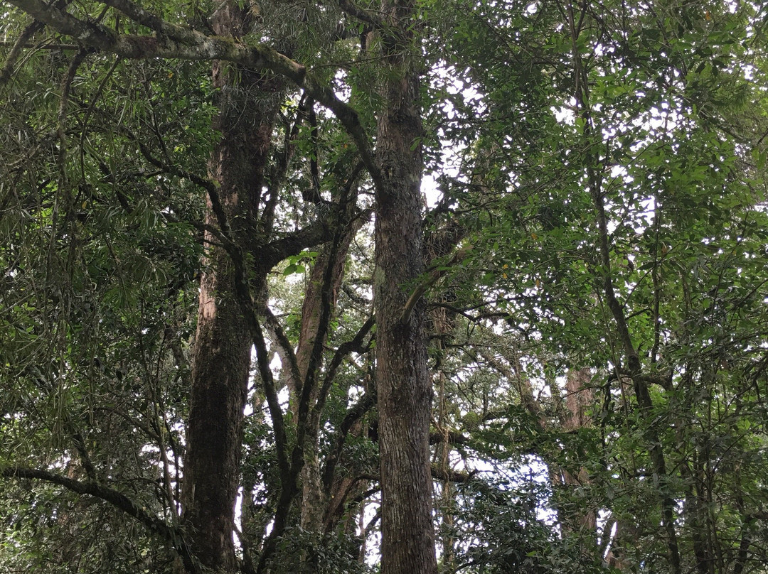 Xumeni Forest-安德堡必去景点