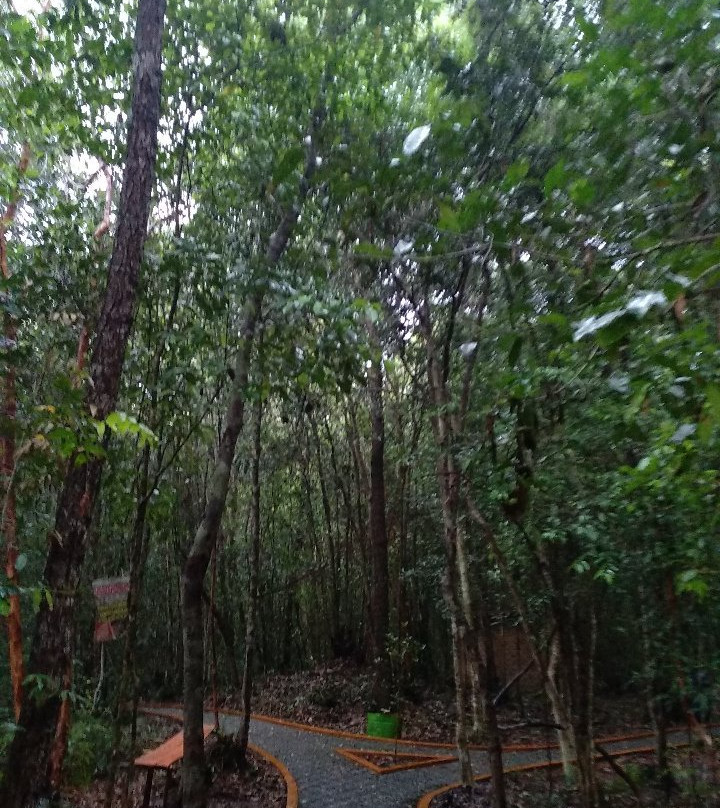 Pelawan Forest景点图片
