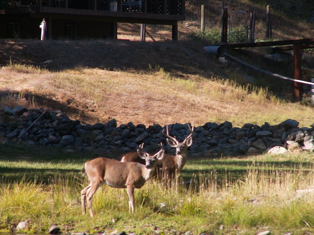 Old Bridge Rafting-Lewiston必去景点