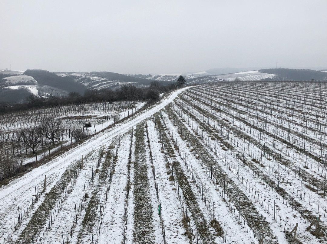 Boretice旅游攻略图片