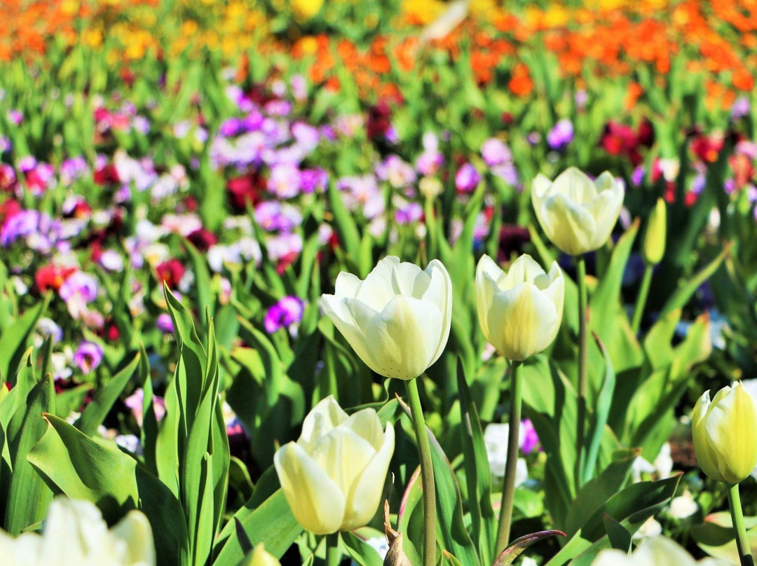 Floriade景点图片