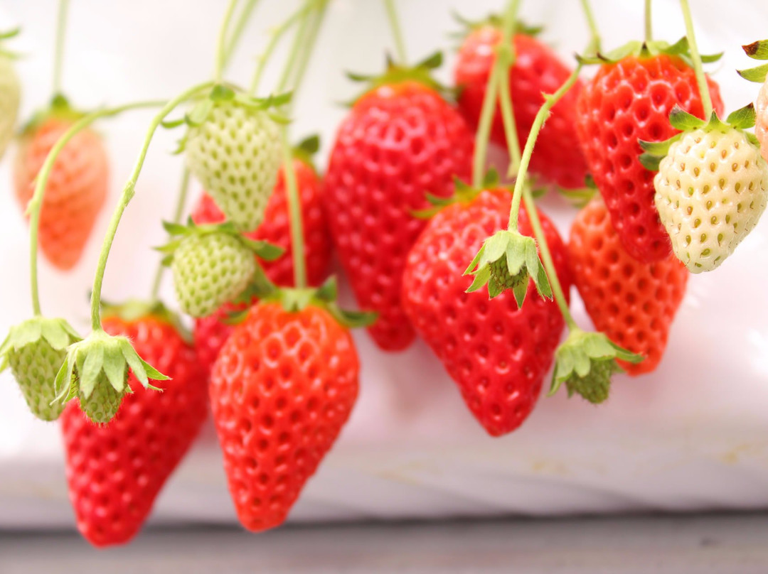 八尾市旅游景点-GrandBerry