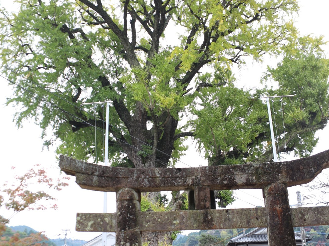 Izumiyama Large Ginkgo Tree景点图片