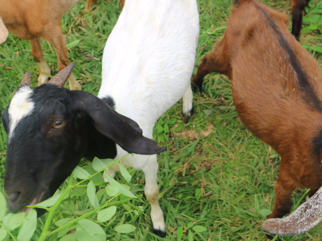 Maribojoc Organic Demonstration Farm-Maribojoc必去景点