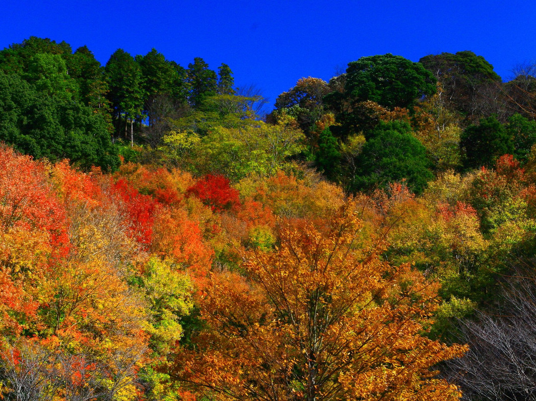 Takasaki Town General Park-都城市必去景点