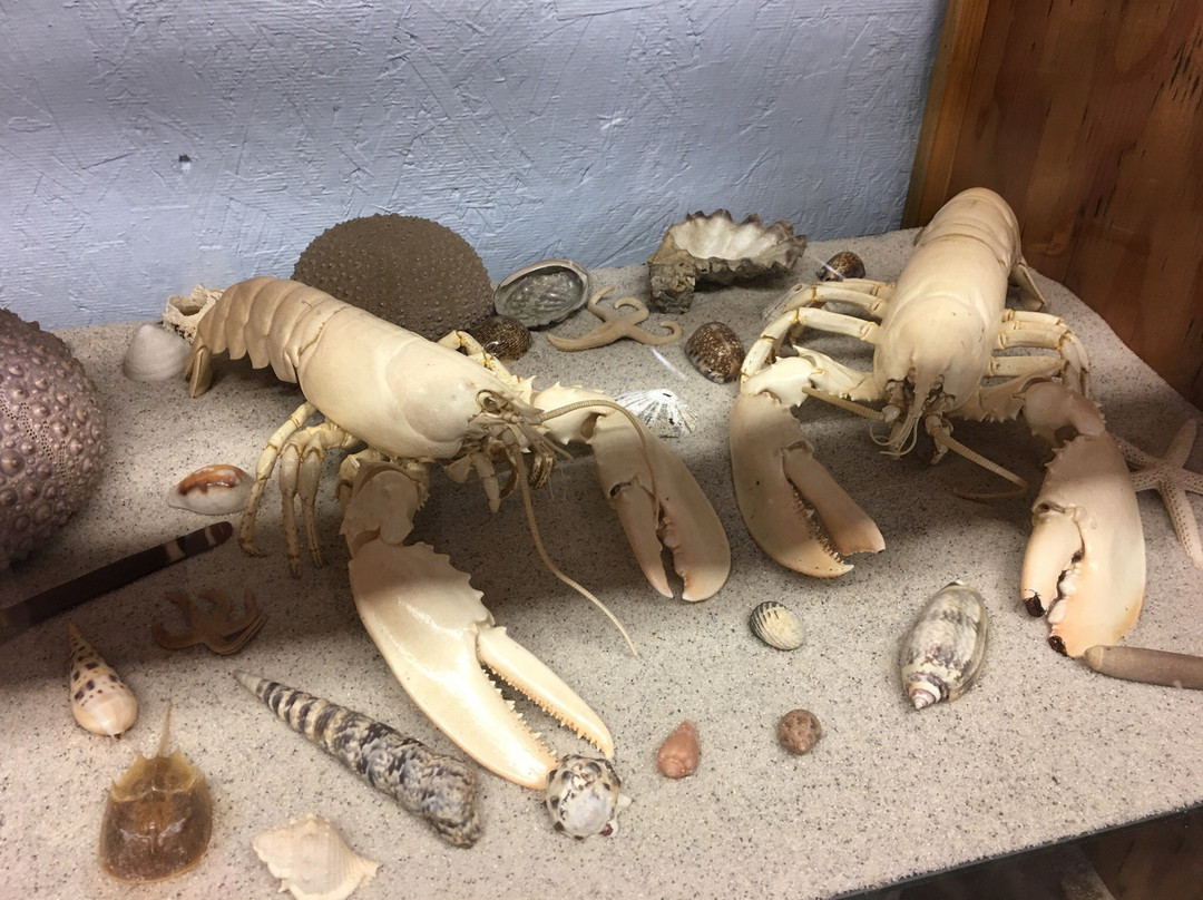 John's Beachcombing Museum景点图片