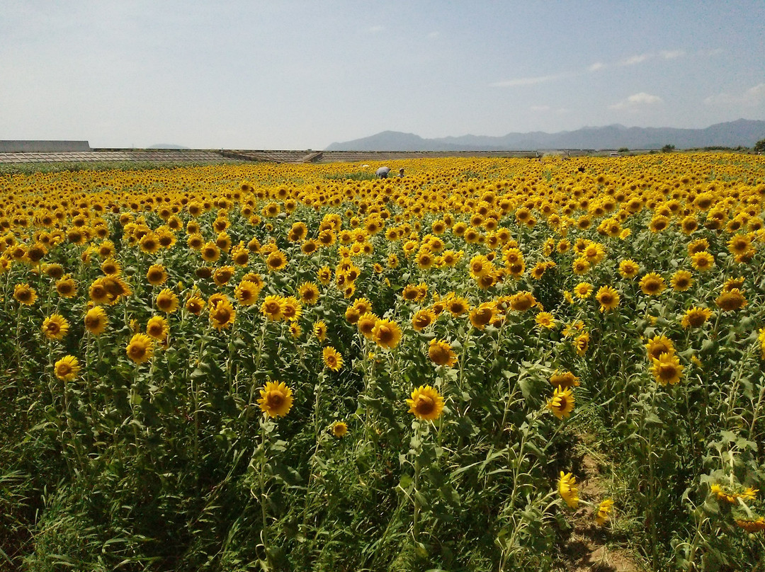 Hananoumi-山阳小野田市必去景点