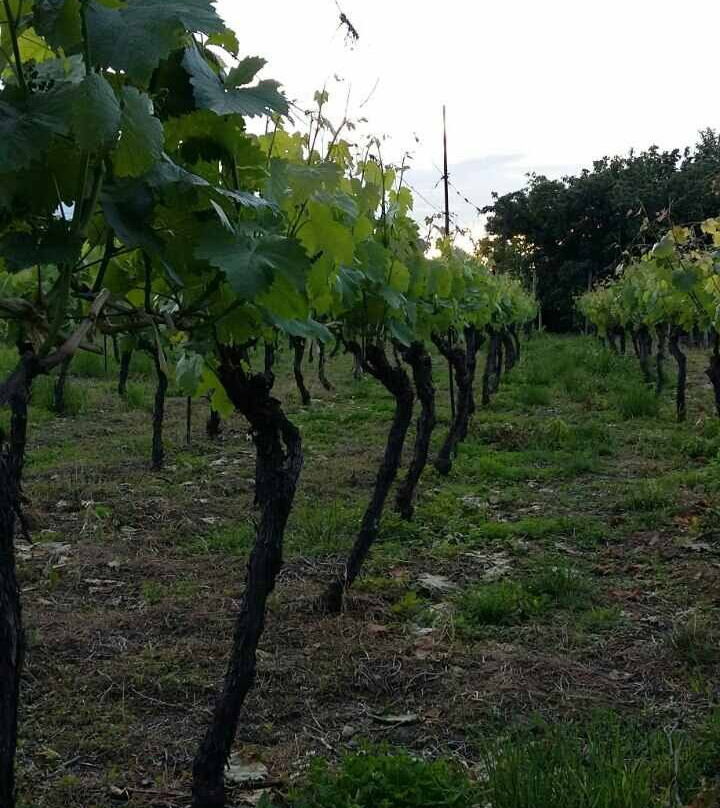 Shakarashvili Wine Cellar-Kondoli必去景点