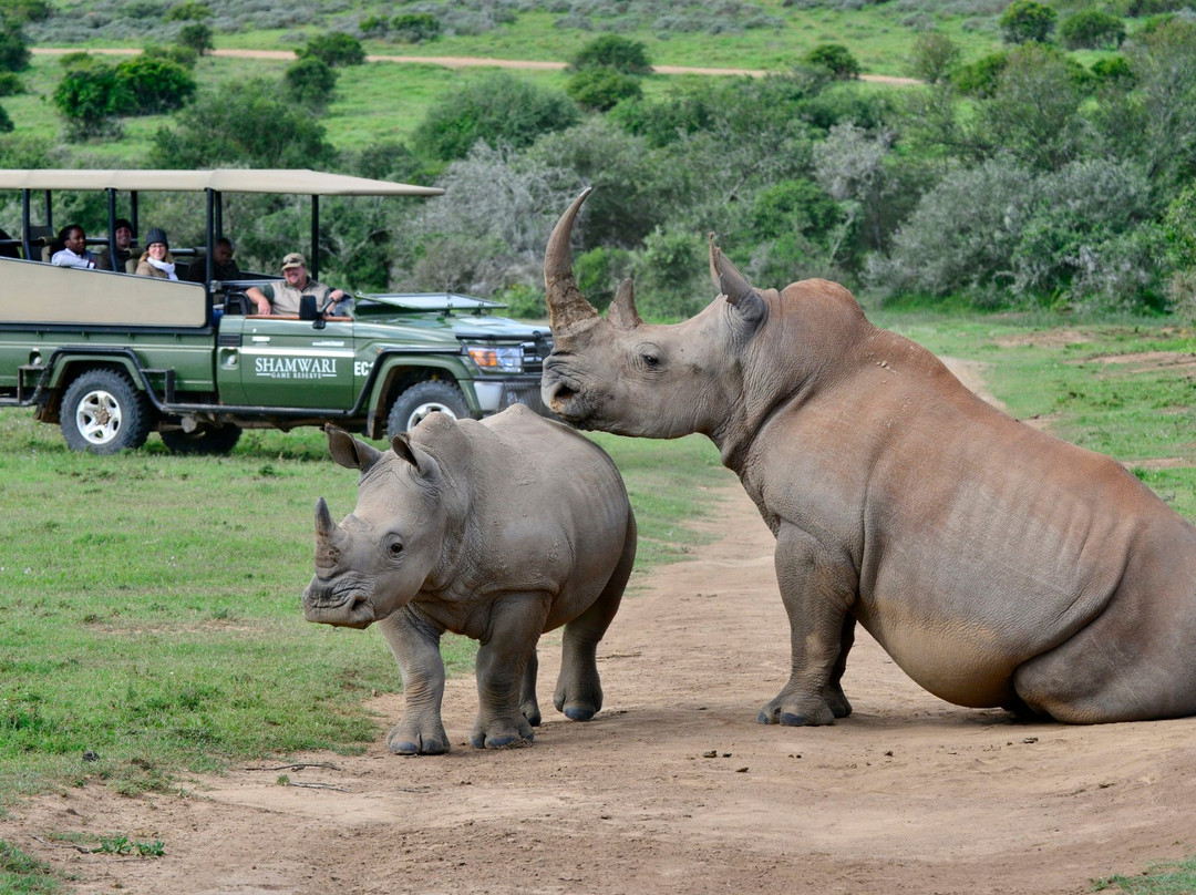 Shamwari Private Game Reserve-伊丽莎白港必去景点