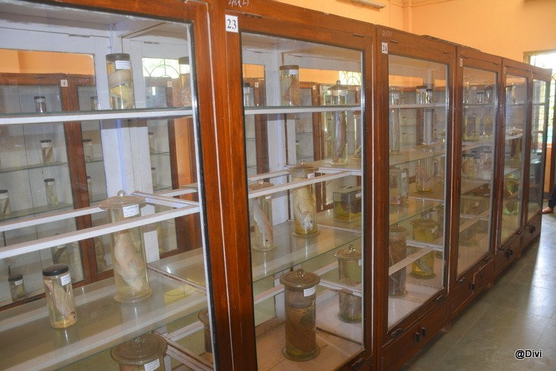 Ratnagiri Marine Musuem景点图片